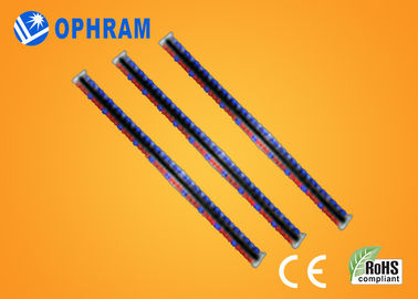 उच्च चमक Epistar IP65 लाल और नीले CE / ROHS के साथ रोशनी बढ़ती एलईडी