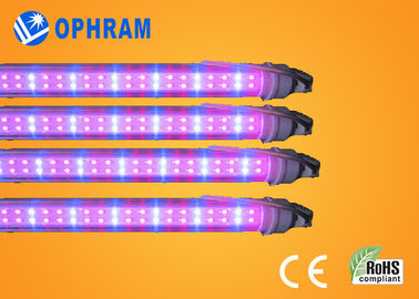50Hz / 60Hz 230V / 240V पूर्ण स्पेक्ट्रम सब्जी के लिए रोशनी बढ़ती एलईडी