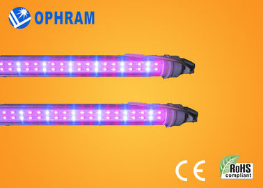 50Hz / 60Hz 230V / 240V पूर्ण स्पेक्ट्रम सब्जी के लिए रोशनी बढ़ती एलईडी
