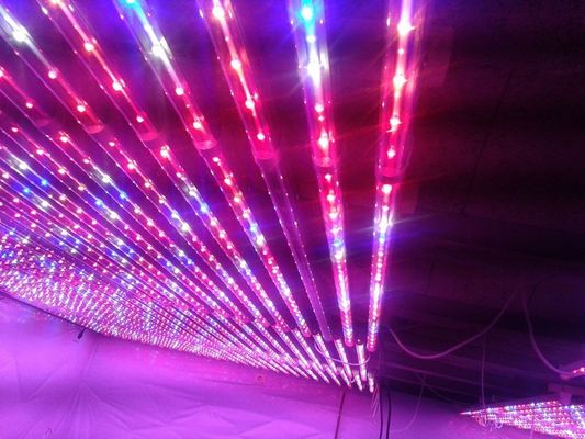 G13 एलईडी लाइट्स संयंत्र लाल और नीले Hydroponic बढ़ो कृषि ग्रीनहाउस के लिए